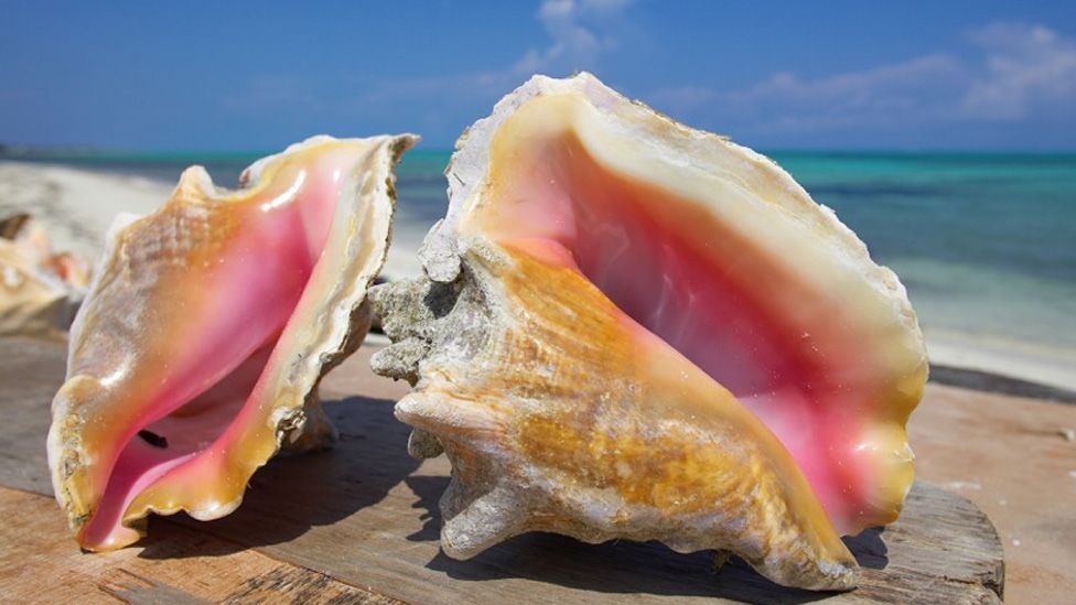 Exploring the Delicacy of Queen Conch: A Culinary and Cultural Journey