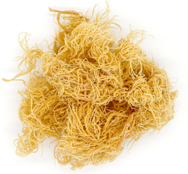 What Are the Benefits of Sea Moss?