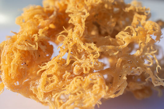 Organic Sea Moss Benefits for Women in the UK