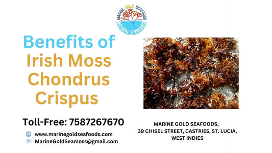 Irish Moss Chondrus Crispus Benefits