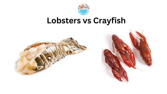 Lobsters vs Crayfish: Taste, Price, Size, Difference, Australia