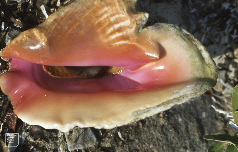 Expert Tips for Buying Queen Conch Online