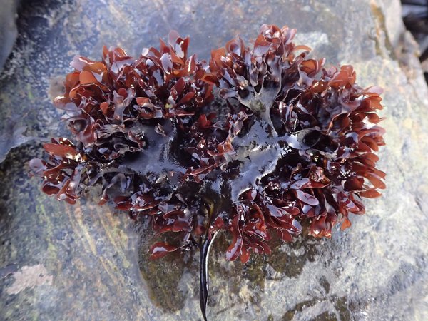 Irish Moss Same as Sea Moss: A Complete Guide