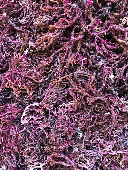 How to Buy Purple Sea Moss Online at Best Price