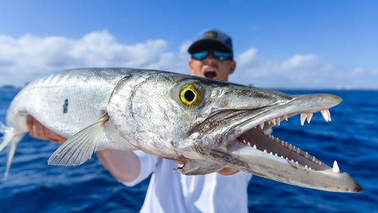 Barracuda Species Around the World: A Global Exploration