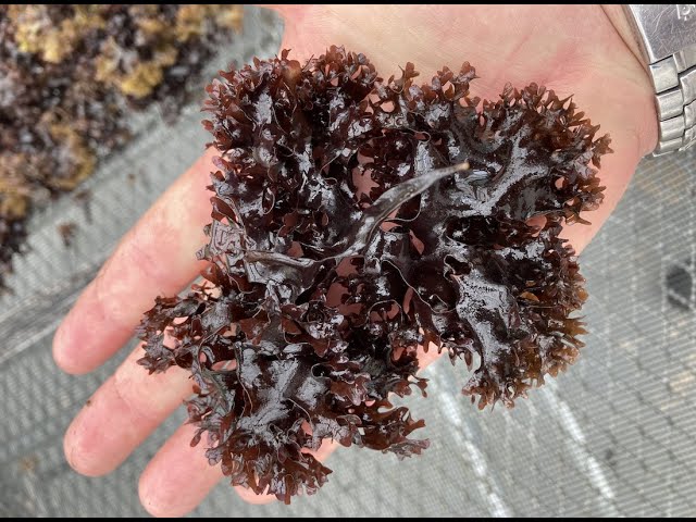 Exploring the Types of Chondrus Crispus: Understanding a Versatile Seaweed