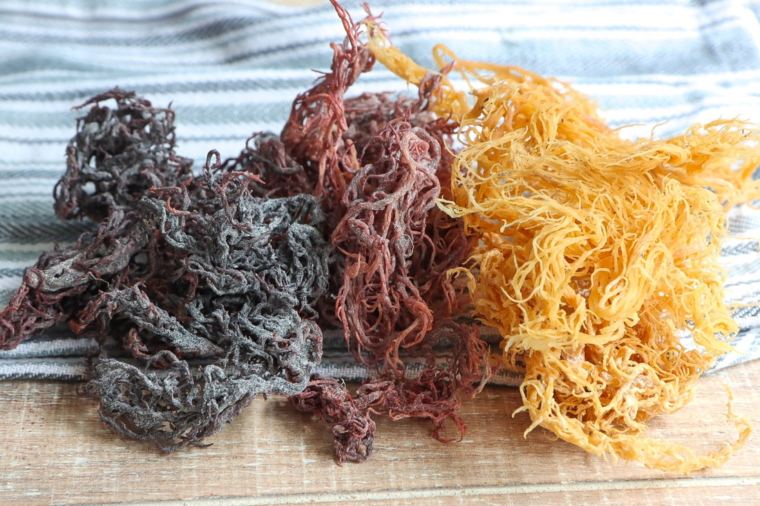 Exploring the Differences between Golden vs. Purple Sea Moss