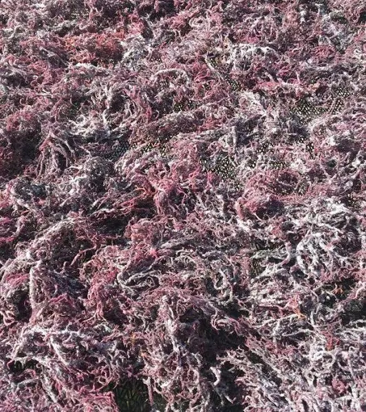 Purple Sea Moss Chondrus Crispus: A Comprehensive Guide