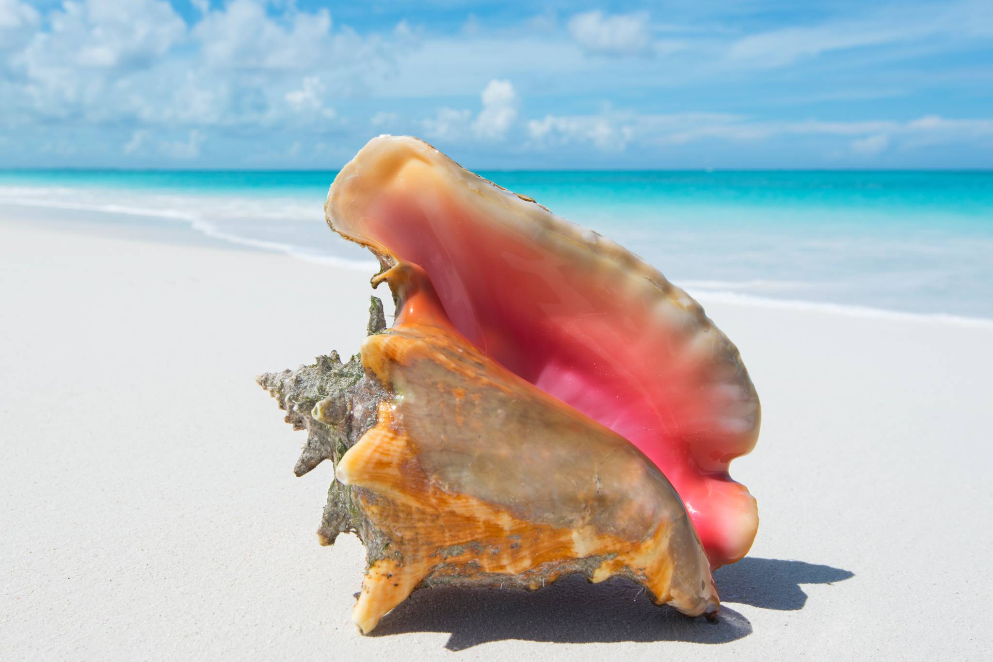 Caribbean Queen Conch